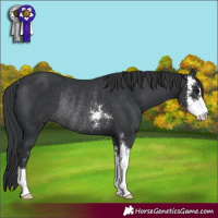 Horse Color:Black Sabino Rabicano 