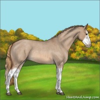 Horse Color:Red Dun Roan Splash Frame Rabicano 