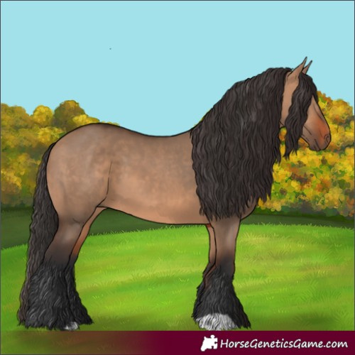 Horse Color:Bay Dun and Bay Dun