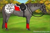 Horse Color:Grullo Appaloosa 