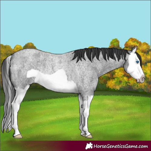 Horse Color:Blue Roan Splash Frame Rabicano 