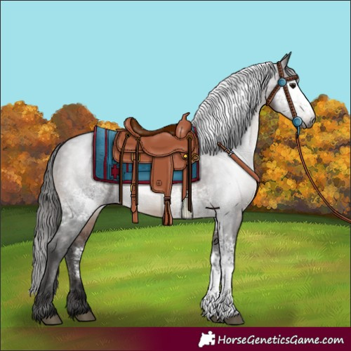 Horse Color:Gray White Spotted Bay Appaloosa 