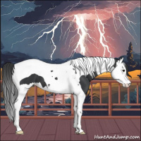 Horse Color:Black Splash Tobiano