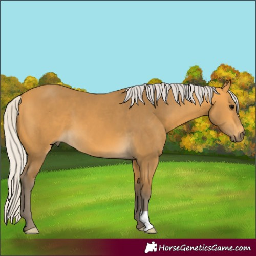 Horse Color:Silver Buckskin