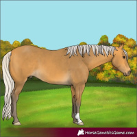 Horse Color:Silver Buckskin 
