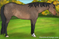 Horse Color:Brown Dun 