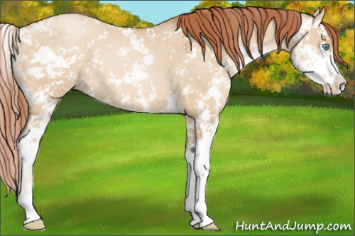 Horse Color:Buckskin Pearl Dun Sabino