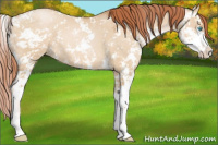 Horse Color:Buckskin Pearl Dun Sabino 