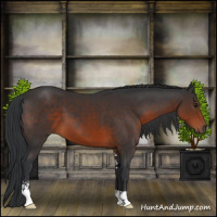 Horse Color:Brown Sabino 