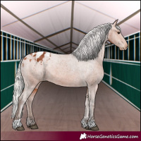Horse Color:Silver Bay Appaloosa 