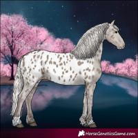 Horse Color:Silver Grullo Appaloosa