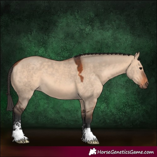 Horse Color:Bay Dun Sabino 