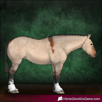 Horse Color:Bay Dun Sabino 