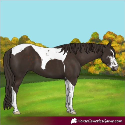 Horse Color:Liver Chestnut Sabino Tobiano 