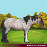 Horse Color:Brown Roan Tobiano