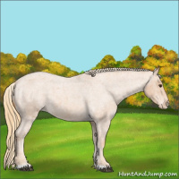Horse Color:Red Roan Appaloosa 