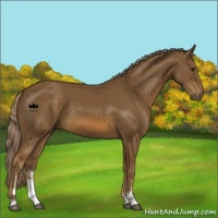 Horse Color:Chocolate Palomino Sabino 