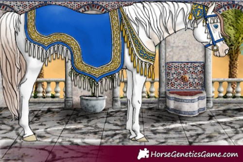 Horse Color:Amber Champagne Dun Splash Tobiano Frame Appaloosa 