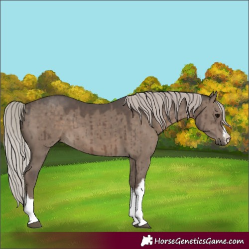 Horse Color:White Spotted Silver Grullo Brindle 