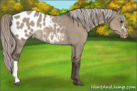 Horse Color:Silver Grullo Appaloosa 