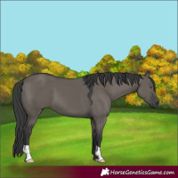 Horse Color:Grullo 