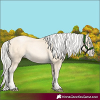 Horse Color:Silver Buckskin Pearl 