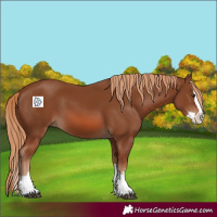 Horse Color:Chestnut Splash 