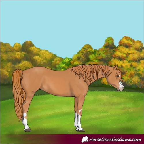Horse Color:Chestnut 