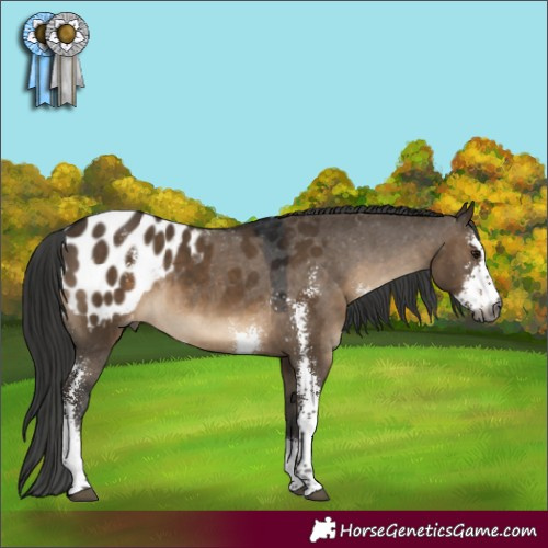 Horse Color:Gray Brown Dun Sabino Blanket Rabicano 