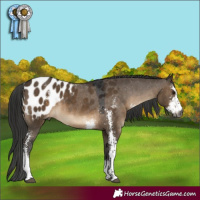 Horse Color:Gray Brown Dun Sabino Appaloosa Rabicano