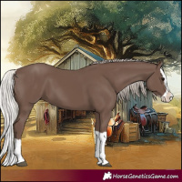 Horse Color:Silver Black Splash 