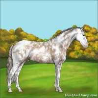 Horse Color:Black Pearl Sabino 