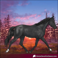 Horse Color:Black 