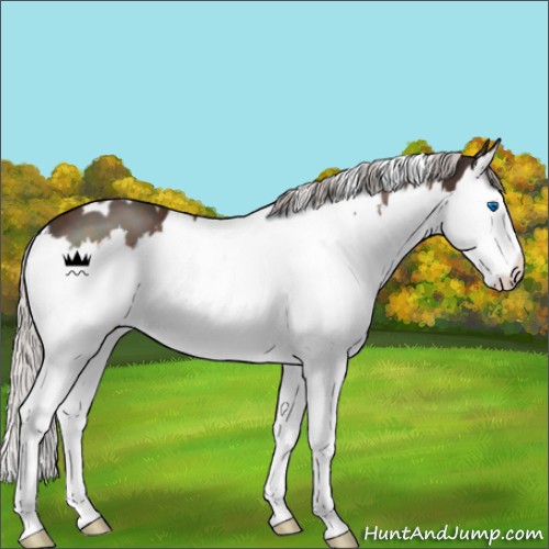 Horse Color:White Spotted Silver Brown Splash