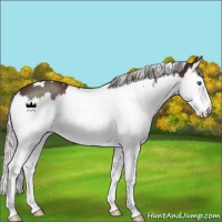 Horse Color:White Spotted Silver Brown Splash 