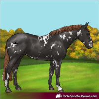 Horse Color:White Spotted Liver Chestnut 
