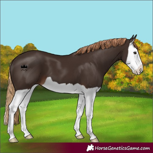 Horse Color:Liver Chestnut Splash 