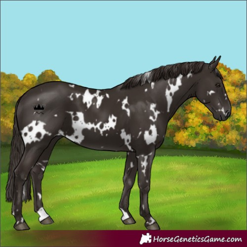 Horse Color:White Spotted Liver Chestnut 