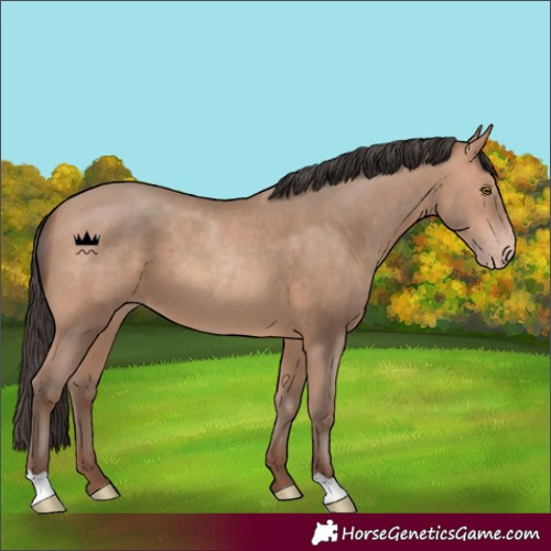 Horse Color:Amber Champagne 