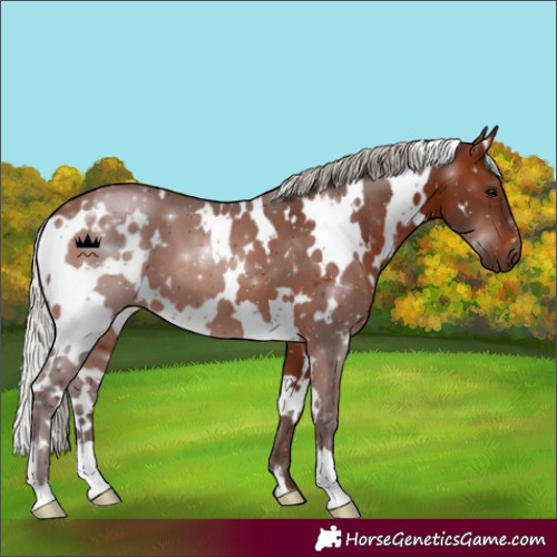 Horse Color:White Spotted Silver Brown 