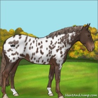 Horse Color:Liver Chestnut Appaloosa 
