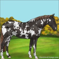 Horse Color:White Spotted Liver Chestnut 
