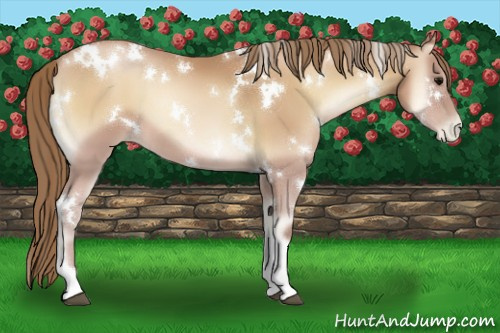Horse Color:White Spotted Blue Onyx Pearl Tobiano 