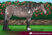 Horse Color:Platinum White Spotted Bay Rabicano 