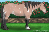 Horse Color:Platinum White Spotted Bay Rabicano 