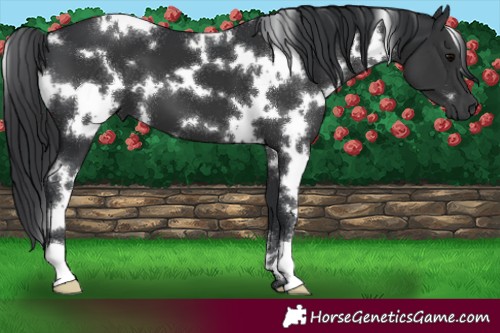 Horse Color:White Spotted Black 