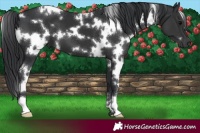 Horse Color:White Spotted Black