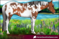 Horse Color:White Spotted Bay Tobiano