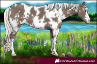 Horse Color:White Spotted Silver Black
