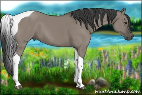Horse Color:Grullo Tobiano
